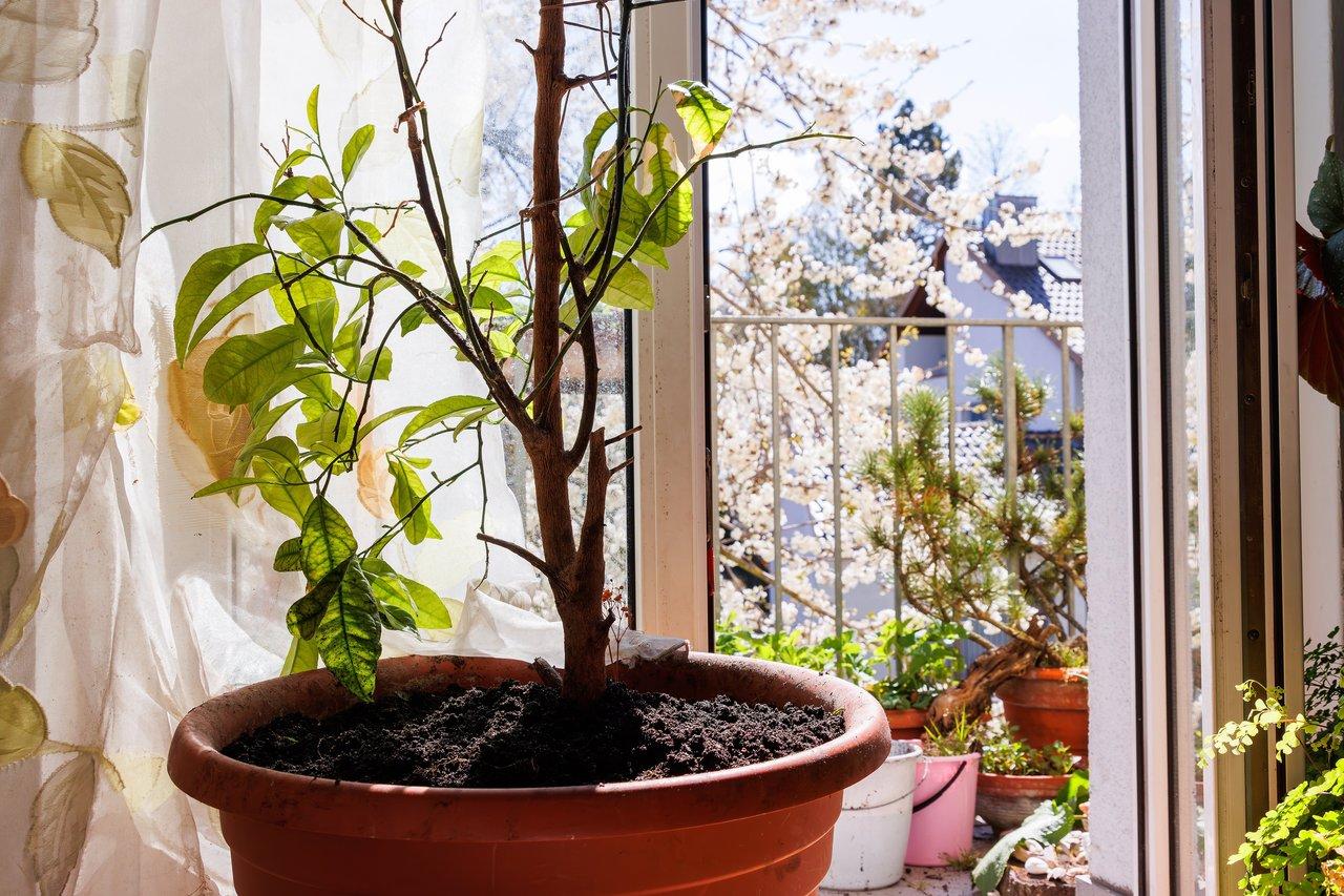 Balcon zéro-déchet au printemps : budget plantes et accessoires optimisés