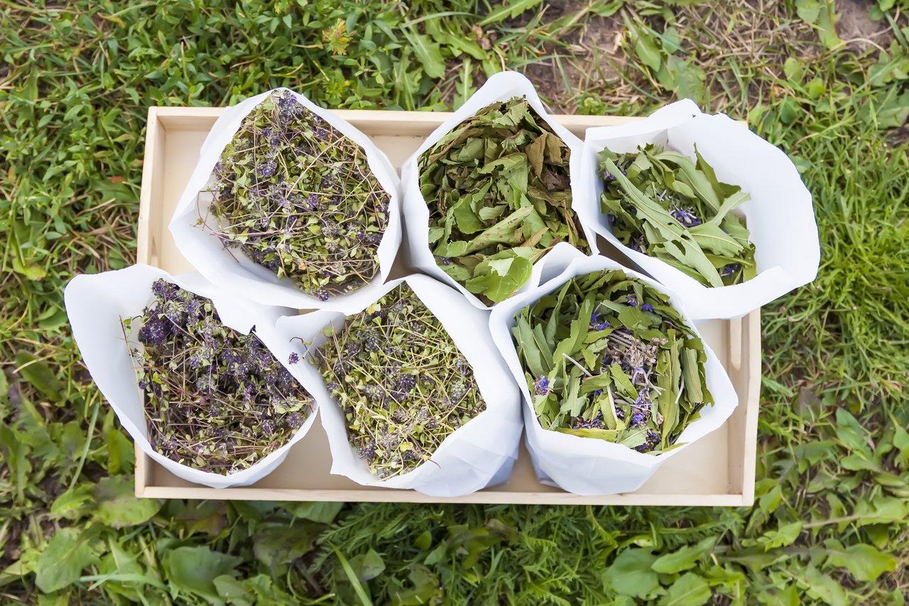 Choisir ses plantes pour des infusions bien-être au quotidien