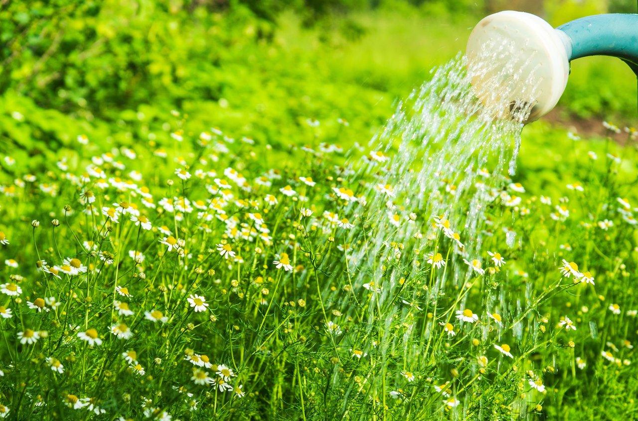 Cultiver la camomille vraie au printemps 2026 : rendement, espace et conseils écologiques