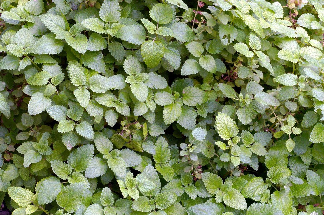 La mélisse : intégrer naturellement cette plante pour apaiser le stress au quotidien