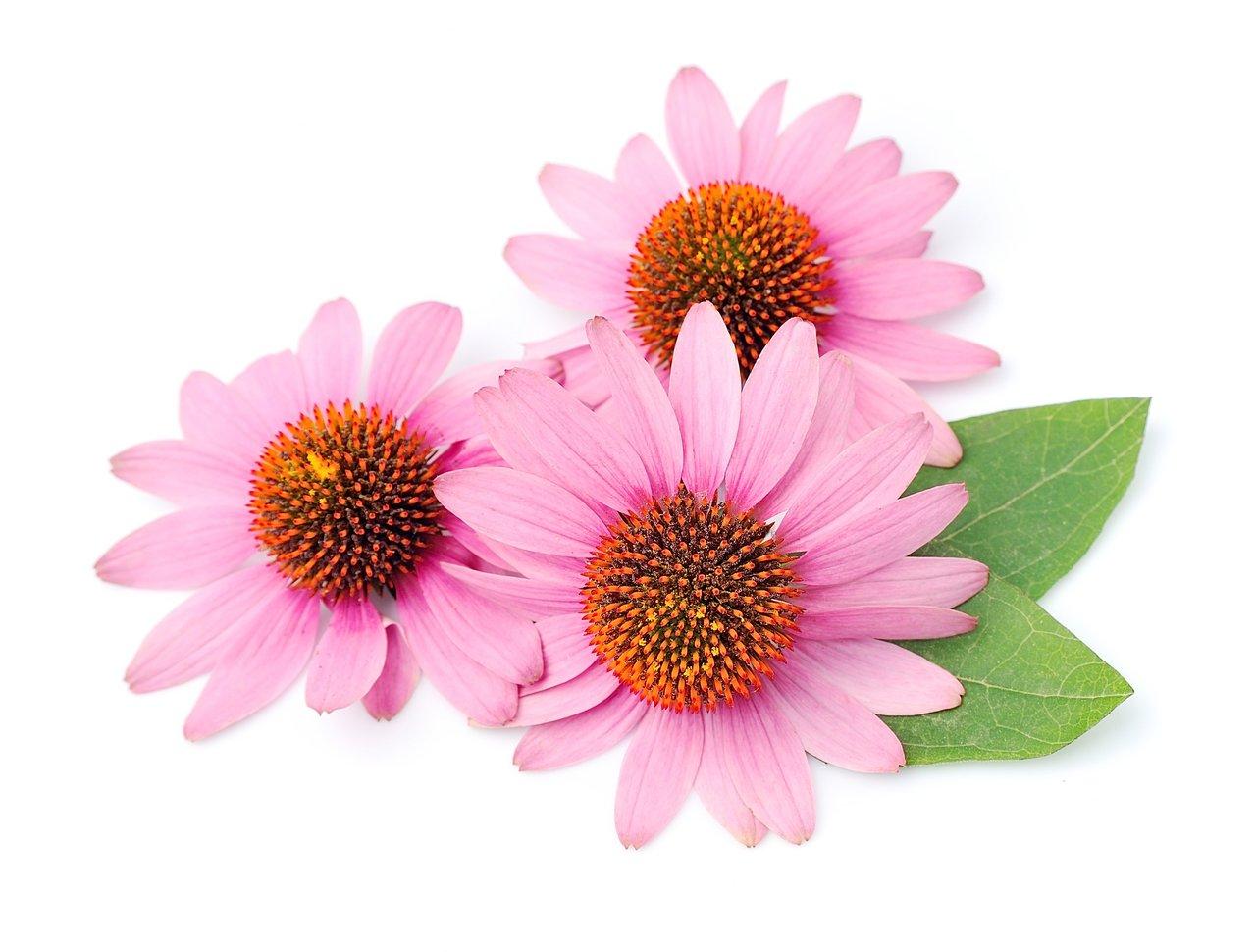 L’échinacée : alliée naturelle pour renforcer l’immunité en hiver