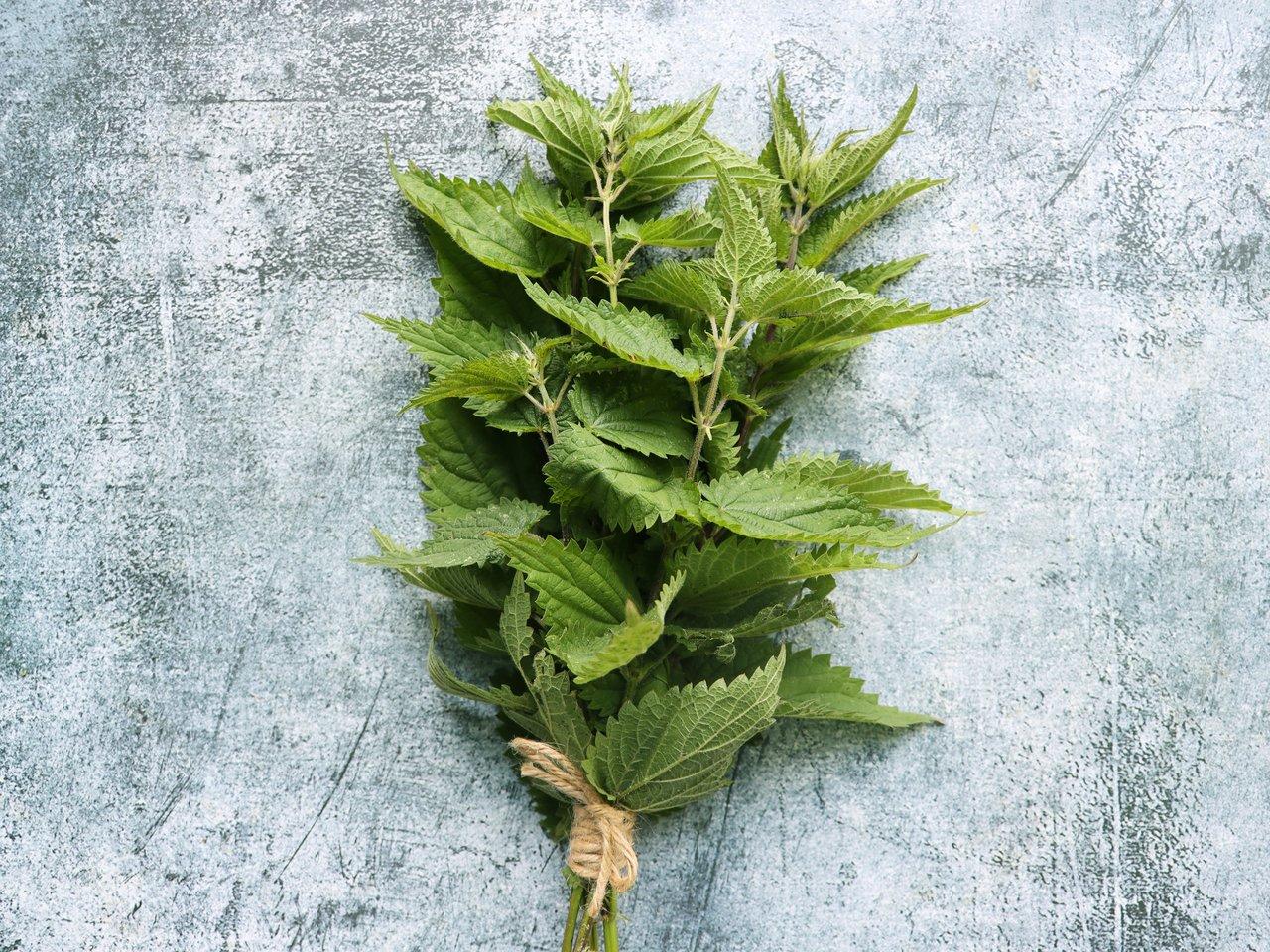 Magnésium végétal d’ortie : posologie et durée de cure pour lutter contre la fatigue chronique