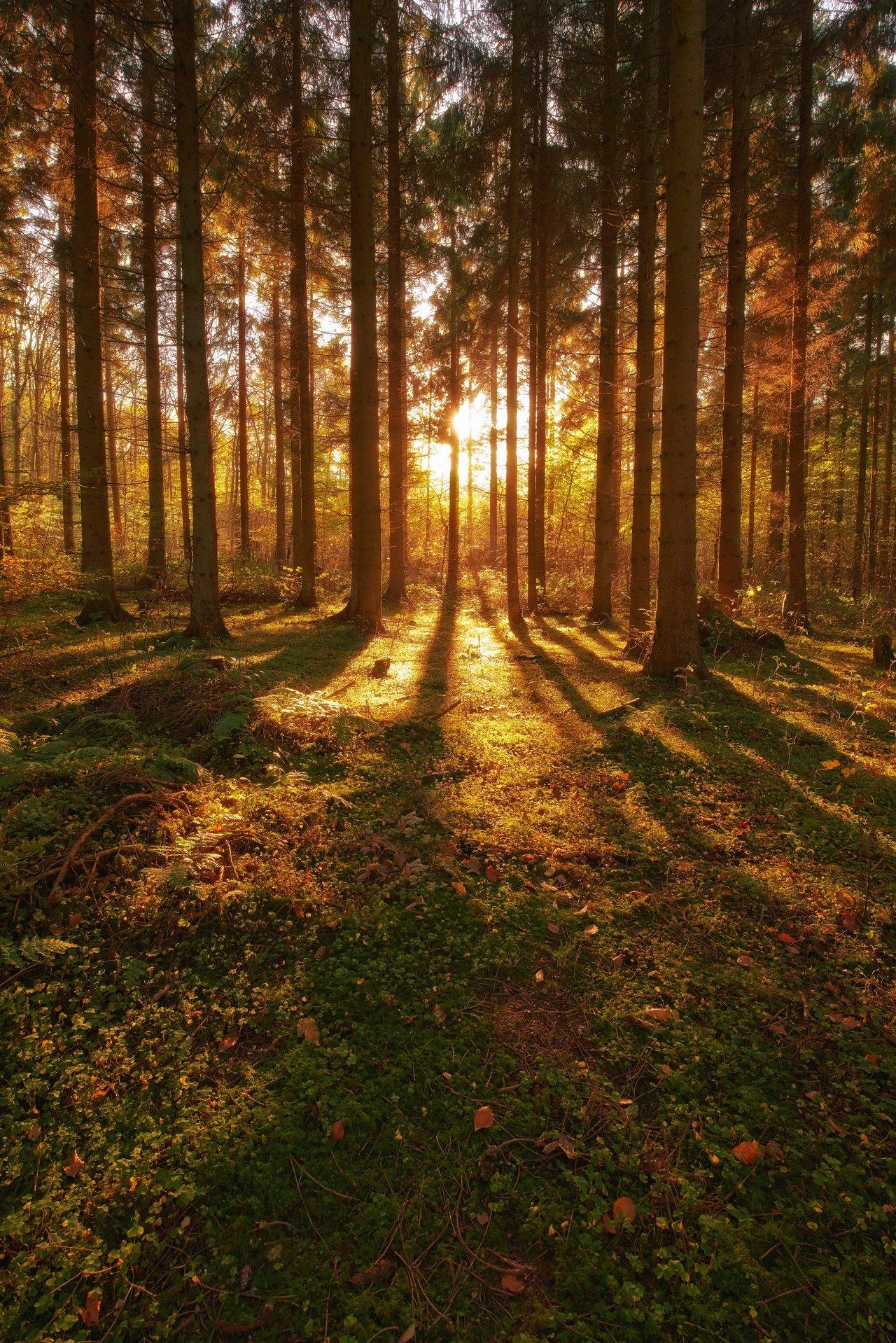 Balade en forêt au coucher du soleil, idéale pour une routine d’apaisement express en soirée.