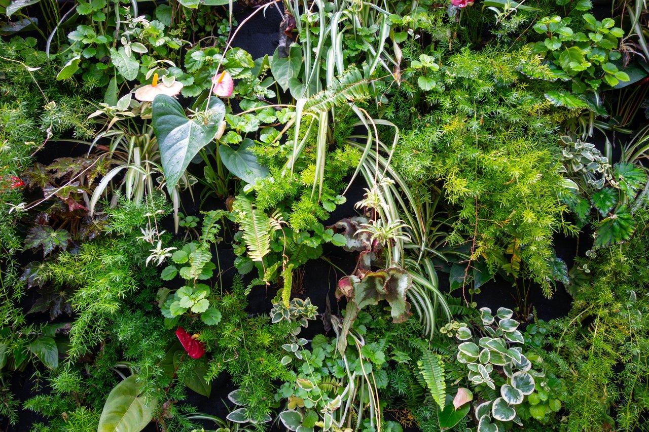 Balcon durable avec jardin vertical luxuriant, anthuriums rouges et feuillage tropical pour un printemps zéro-déchet.
