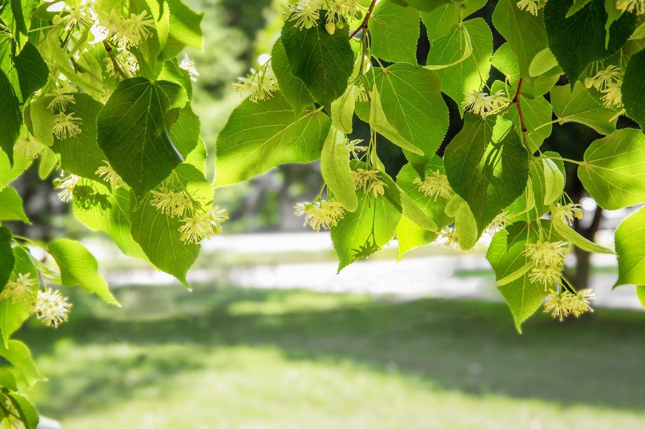 Branches de tilleul en fleurs sous le soleil matinal, illustrant la beauté et la pureté du linden tree flowers sunlight.