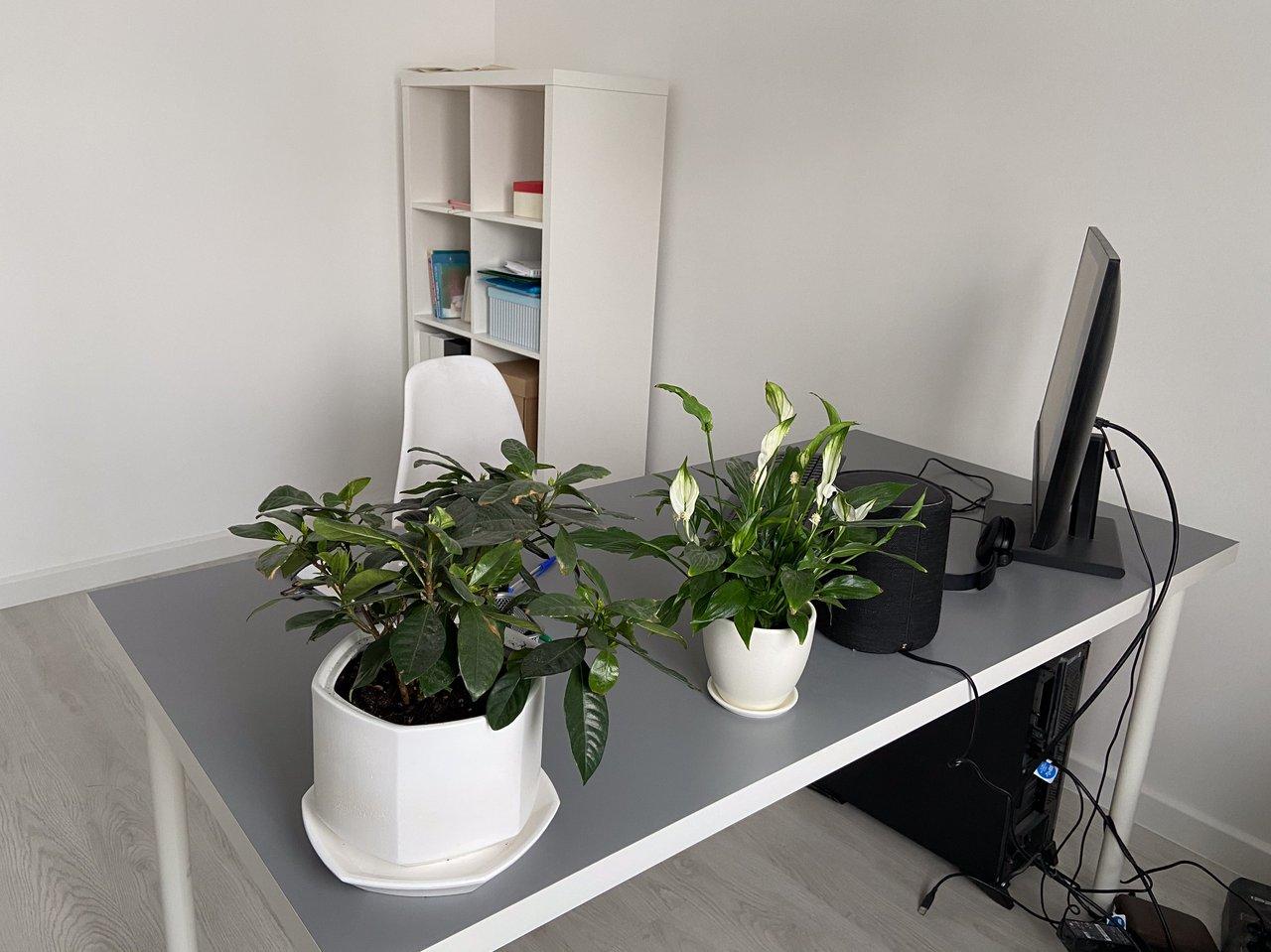 Espace de travail lumineux avec des indoor plants pour favoriser la concentration et le bien-être.