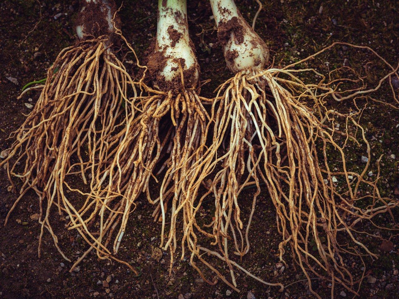 Fleurs d’échinacée et racines utilisées en phytothérapie pour renforcer l’immunité en hiver.