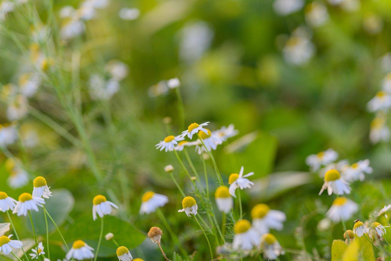 Un jardin écologique de chamomile garden plants en pleine floraison, idéal pour une culture réussie au printemps 2026.