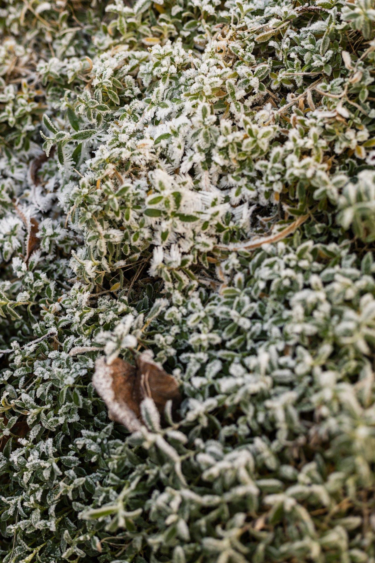 Une housse d'hiver robuste protège la winter plant cover, préservant la végétation face au gel matinal.