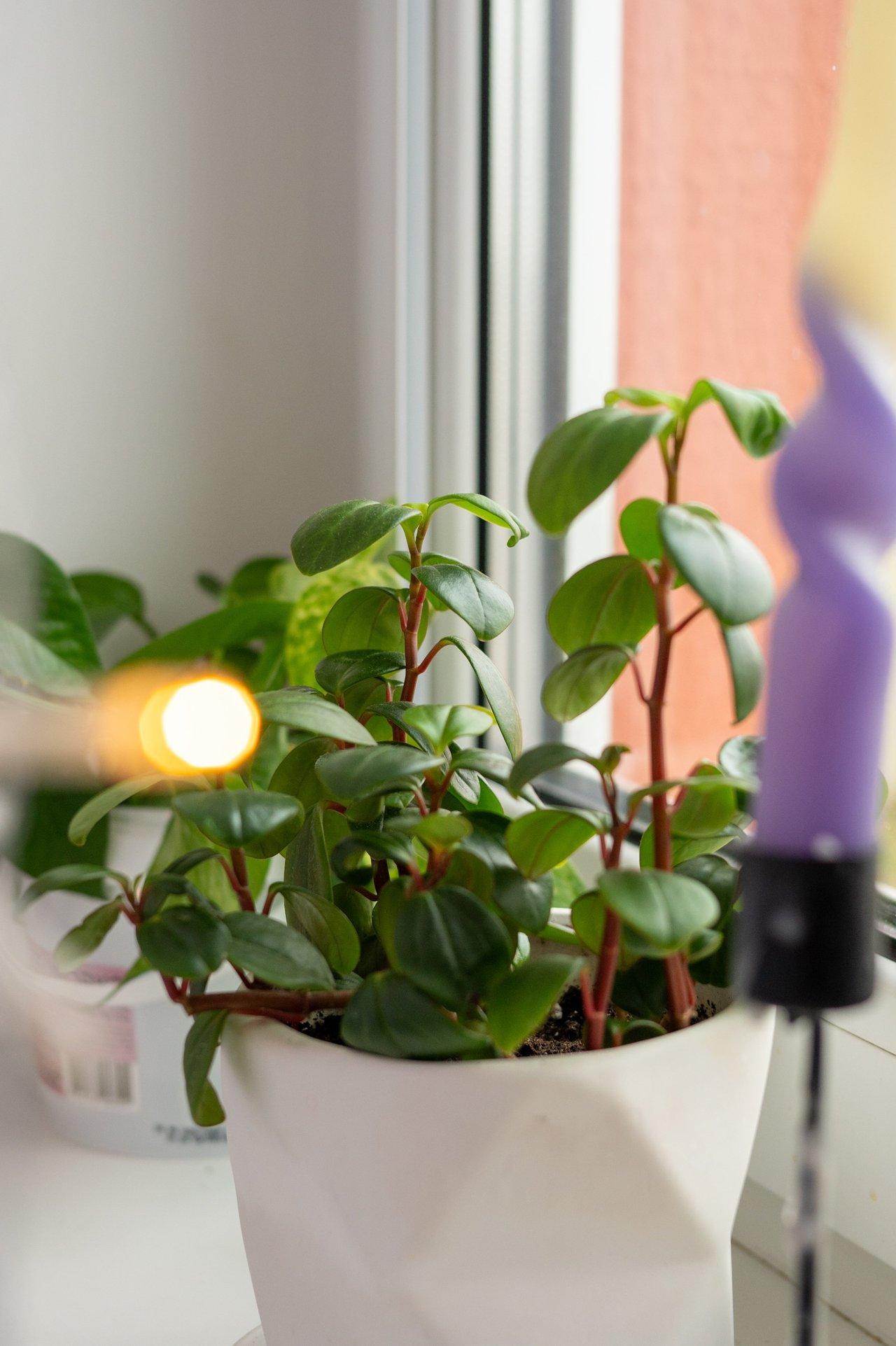 Vibrant indoor green plants sous une lumière douce créent une ambiance relaxante pour les soirs d'été.